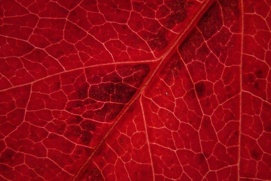 vigne rouge bienfaits