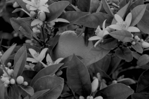 fleur oranger bienfaits cheveux