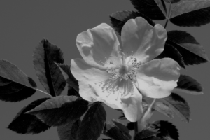 L’huile de rose musquée quels bienfaits sur la peau