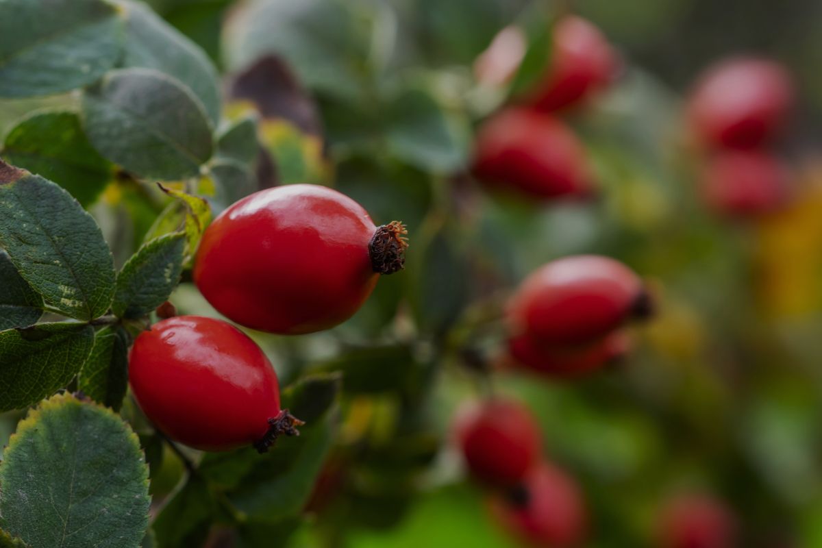 L’huile de rose musquée quels bienfaits sur la peau