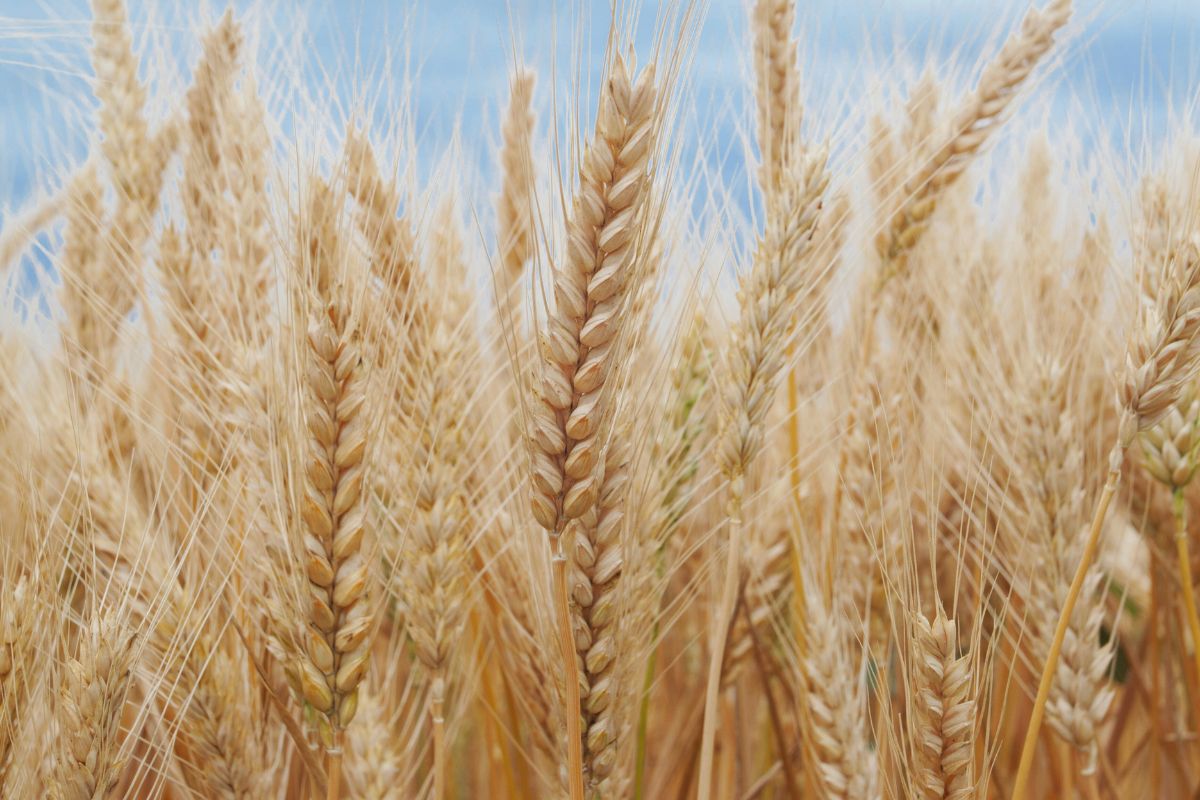 blé gluten cosmetiques